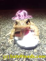 /home//u458753944/public_html/sourcegallery///Roxborough Toad Detour/2023/2023-04-01/P4010666.JPG